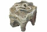 Fossil Woolly Rhino (Coelodonta) Tooth - Siberia #225183-2